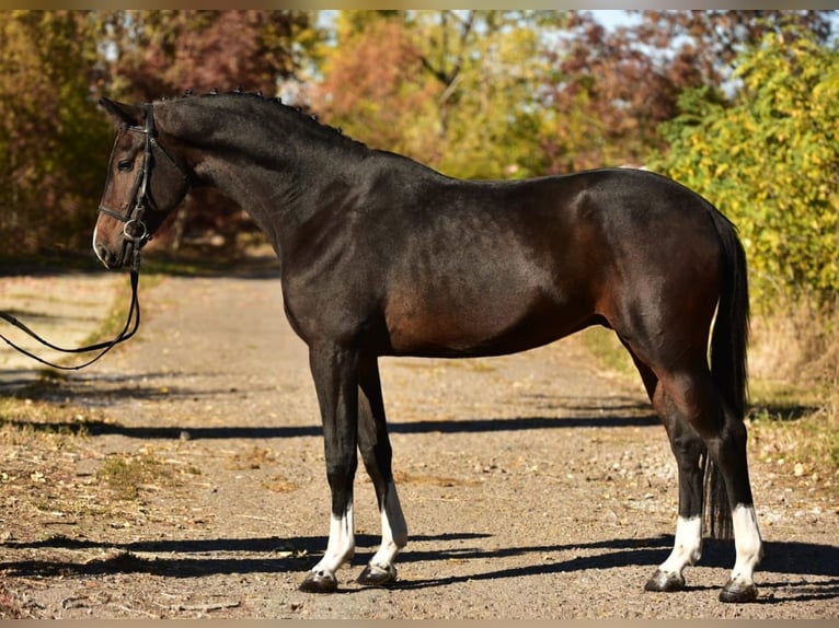 KWPN Caballo castrado 5 años 168 cm Castaño oscuro in Debrecen KWPN Caballo castrado 5 años 168 cm Castaño oscuro in Debrecen