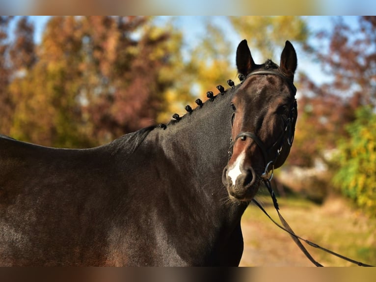 KWPN Caballo castrado 5 años 168 cm Castaño oscuro in Debrecen KWPN Caballo castrado 5 años 168 cm Castaño oscuro in Debrecen