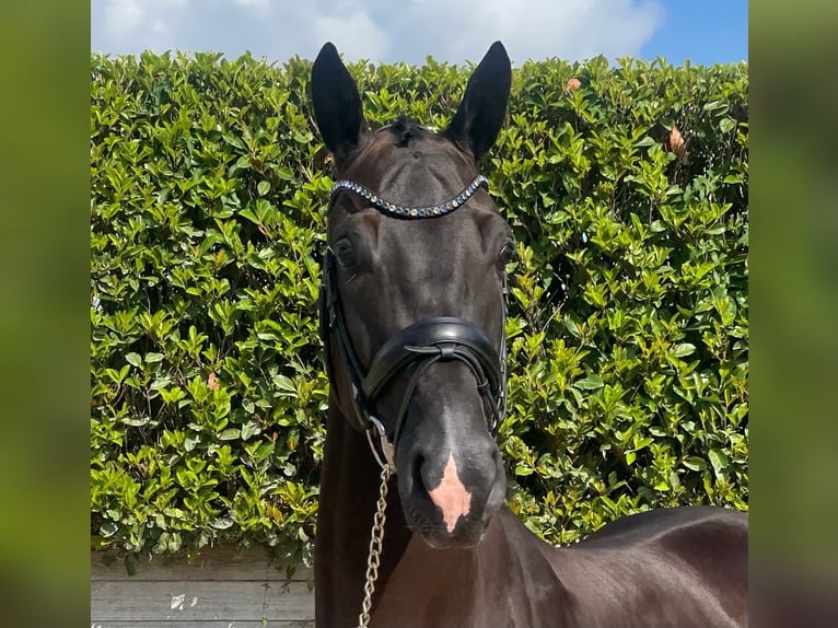 KWPN Caballo castrado 5 años 168 cm Negro in Hilvarenbeek