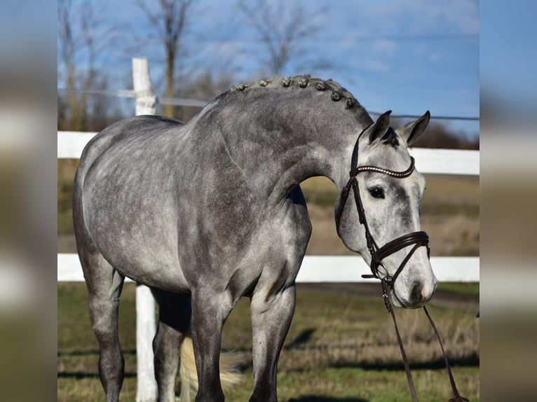 KWPN Caballo castrado 5 años 168 cm Tordo in Békésszentandrás