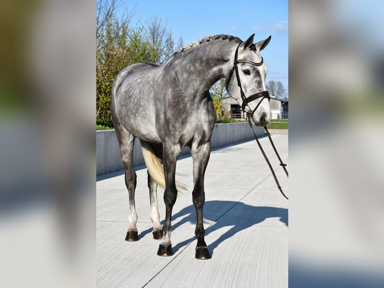 KWPN Caballo castrado 5 años 168 cm Tordo in Békésszentandrás