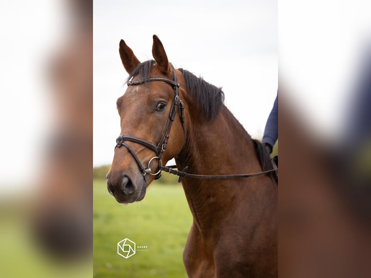 KWPN Caballo castrado 5 años 169 cm Alazán-tostado in Murrhardt