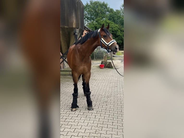 KWPN Caballo castrado 5 años 169 cm Castaño in Marl