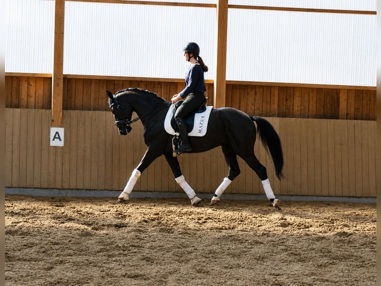 KWPN Caballo castrado 5 años 169 cm Negro in Fürstenau
