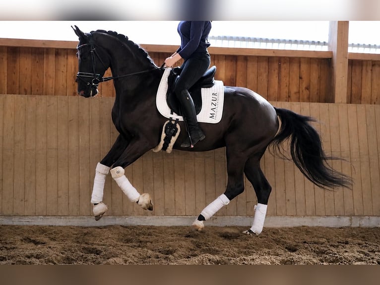 KWPN Caballo castrado 5 años 169 cm Negro in Fürstenau