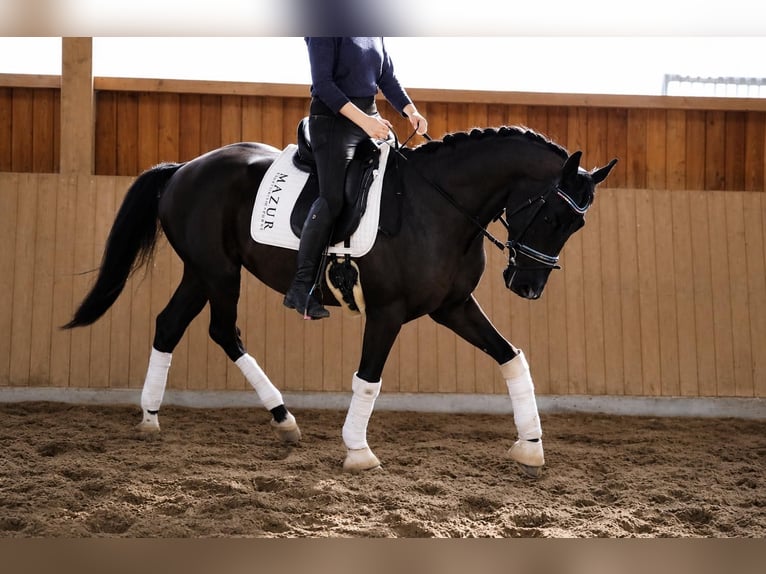 KWPN Caballo castrado 5 años 169 cm Negro in Fürstenau