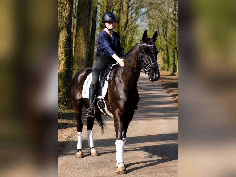 KWPN Caballo castrado 5 años 169 cm Negro in Fürstenau
