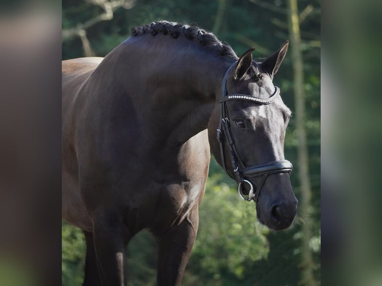 KWPN Caballo castrado 5 años 169 cm Negro in Nettersheim