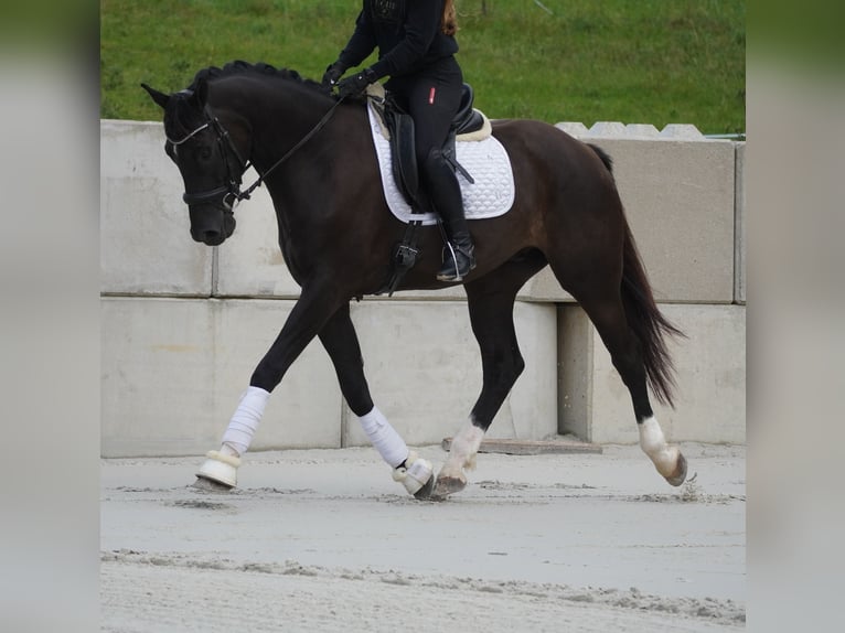 KWPN Caballo castrado 5 años 169 cm Negro in Nettersheim