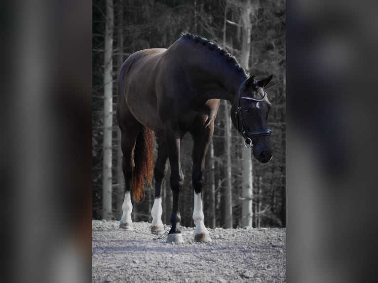 KWPN Caballo castrado 5 años 169 cm Negro in Nettersheim