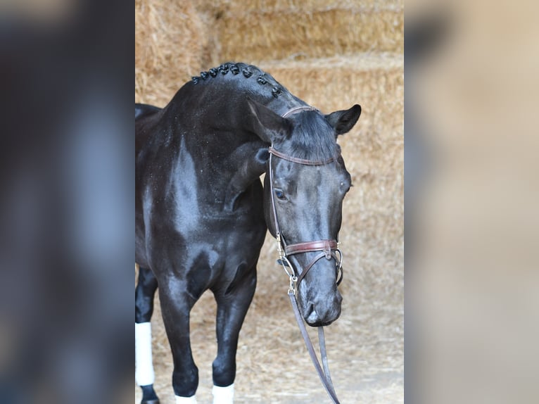 KWPN Caballo castrado 5 años 169 cm Negro in Geilenkirchen