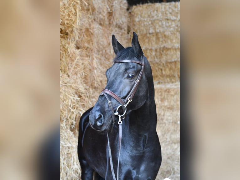 KWPN Caballo castrado 5 años 169 cm Negro in Geilenkirchen