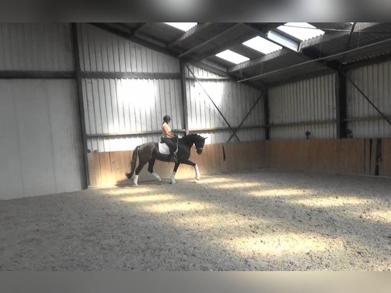 KWPN Caballo castrado 5 años 169 cm Negro in M&#xF6;nchengladbach