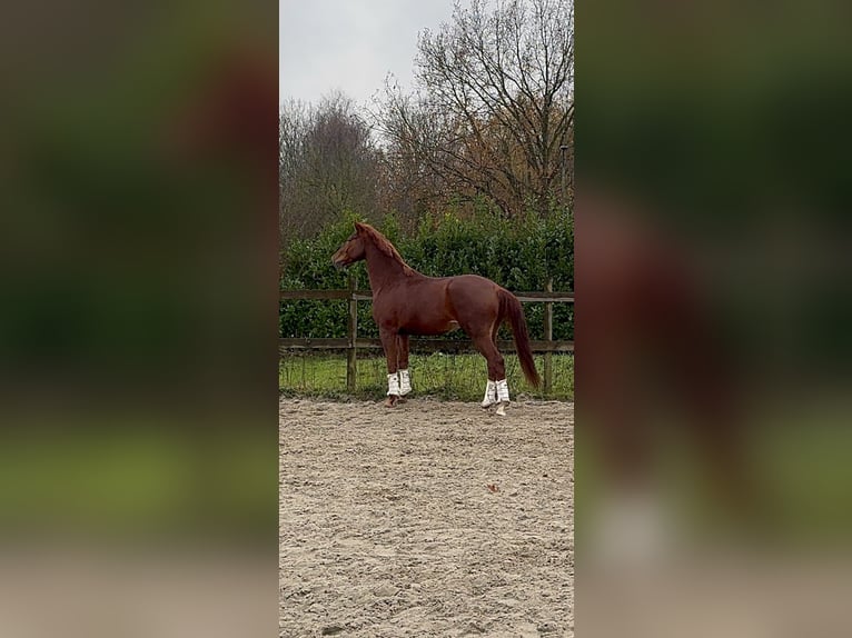 KWPN Caballo castrado 5 años 170 cm Alazán in Bocholt