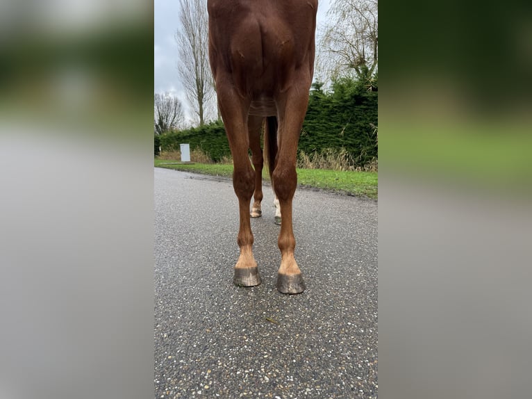 KWPN Caballo castrado 5 años 170 cm Alazán in Bocholt