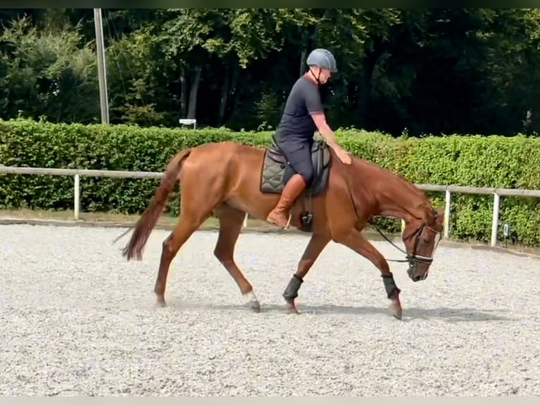 KWPN Caballo castrado 5 años 170 cm Alazán in Neustadt (Wied)