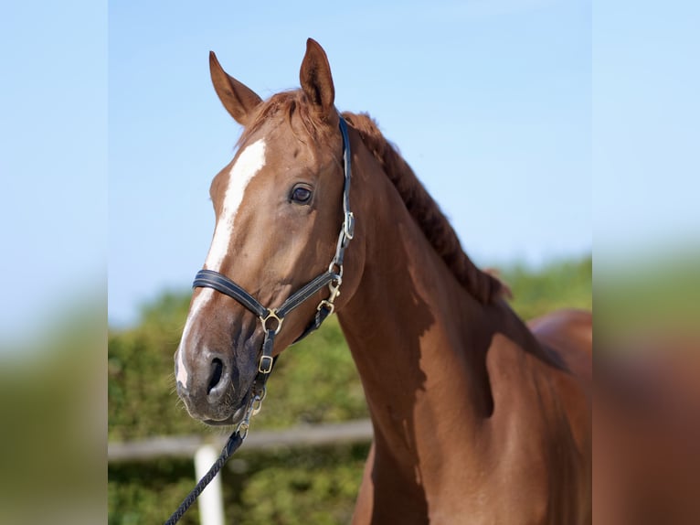 KWPN Caballo castrado 5 años 170 cm Alazán in Neustadt (Wied)