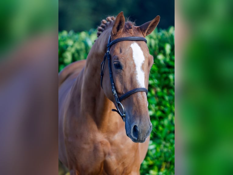 KWPN Caballo castrado 5 años 170 cm Alazán in Kinrooi