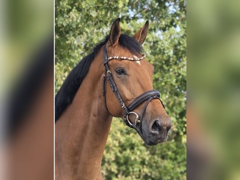 KWPN Caballo castrado 5 años 170 cm Castaño in Weert
