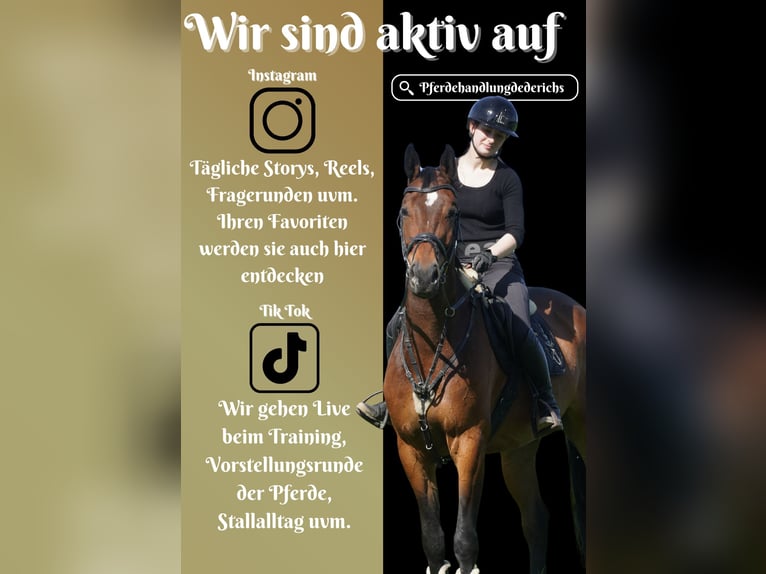 KWPN Caballo castrado 5 años 170 cm Castaño in Nettersheim