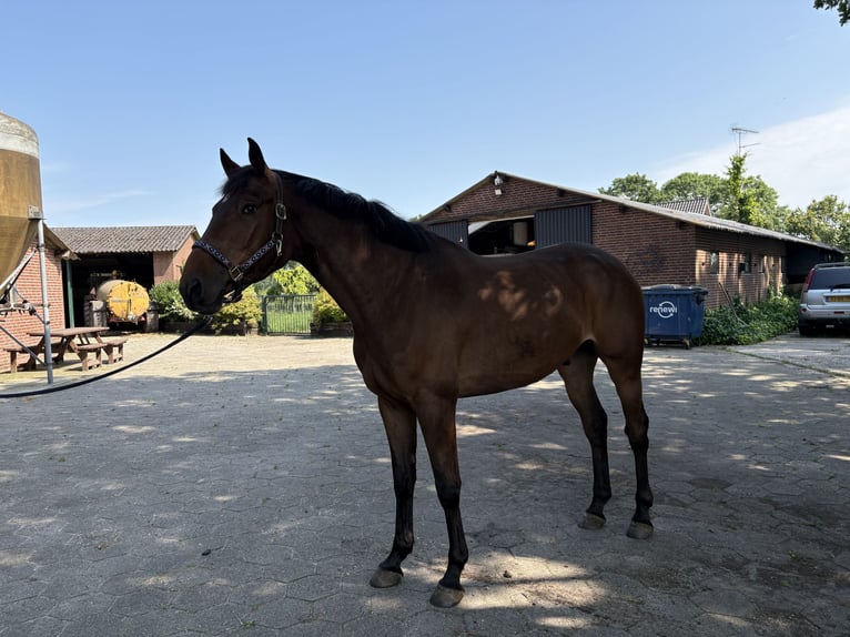 KWPN Caballo castrado 5 años 170 cm Castaño in Leunen