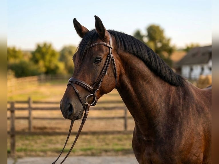 KWPN Caballo castrado 5 años 170 cm Castaño in Cegléd