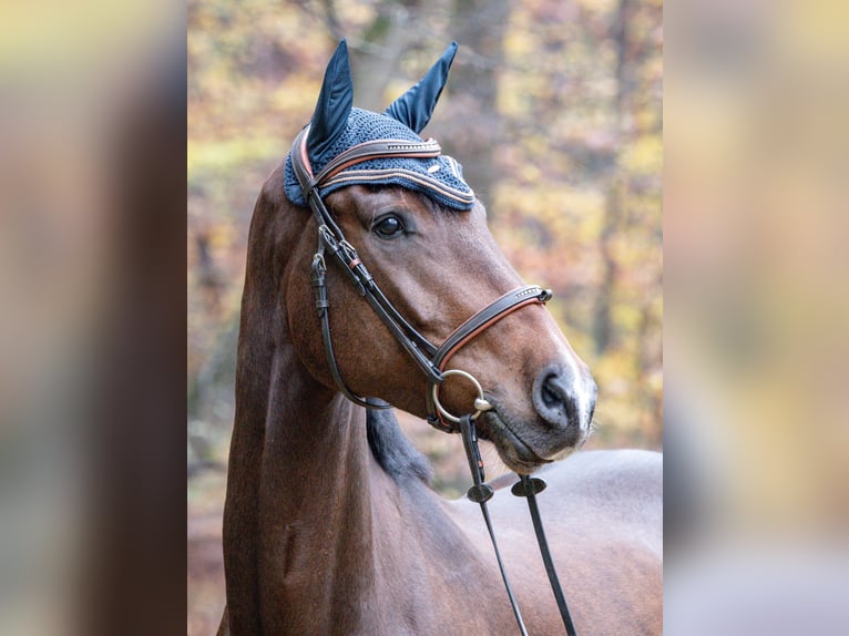 KWPN Caballo castrado 5 años 170 cm Castaño in Strullendorf