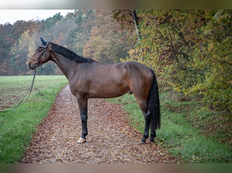 KWPN Caballo castrado 5 años 170 cm Castaño in Strullendorf