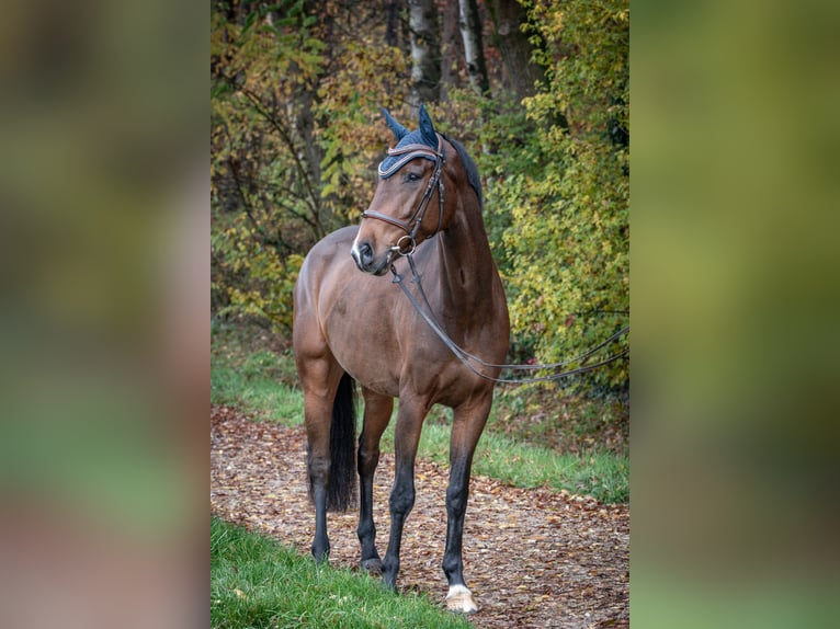 KWPN Caballo castrado 5 años 170 cm Castaño in Strullendorf