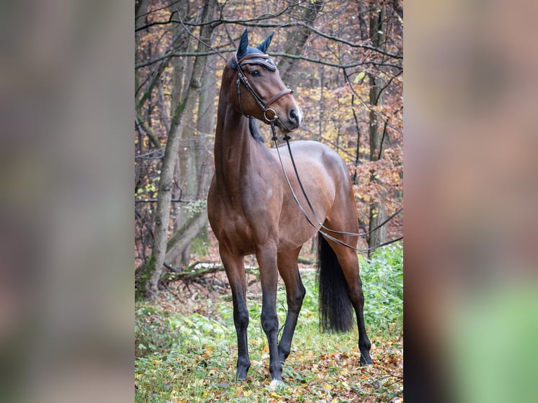 KWPN Caballo castrado 5 años 170 cm Castaño in Strullendorf