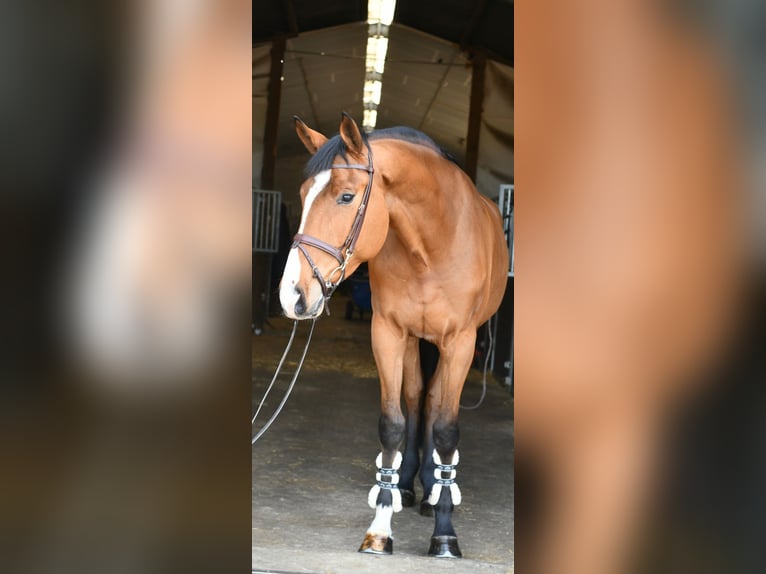 KWPN Caballo castrado 5 años 170 cm Castaño in Geilenkirchen