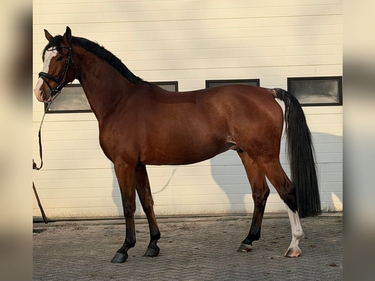 KWPN Caballo castrado 5 años 170 cm Castaño in Someren