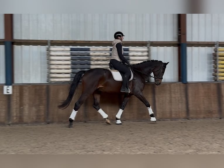 KWPN Caballo castrado 5 años 170 cm Castaño oscuro in Oud Gastel