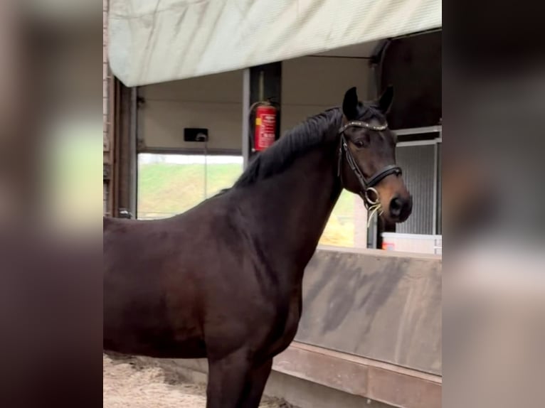 KWPN Caballo castrado 5 años 170 cm Castaño oscuro in Ysselsteyn