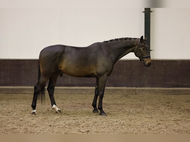 KWPN Caballo castrado 5 años 170 cm Castaño oscuro in Zuid-Beijerland