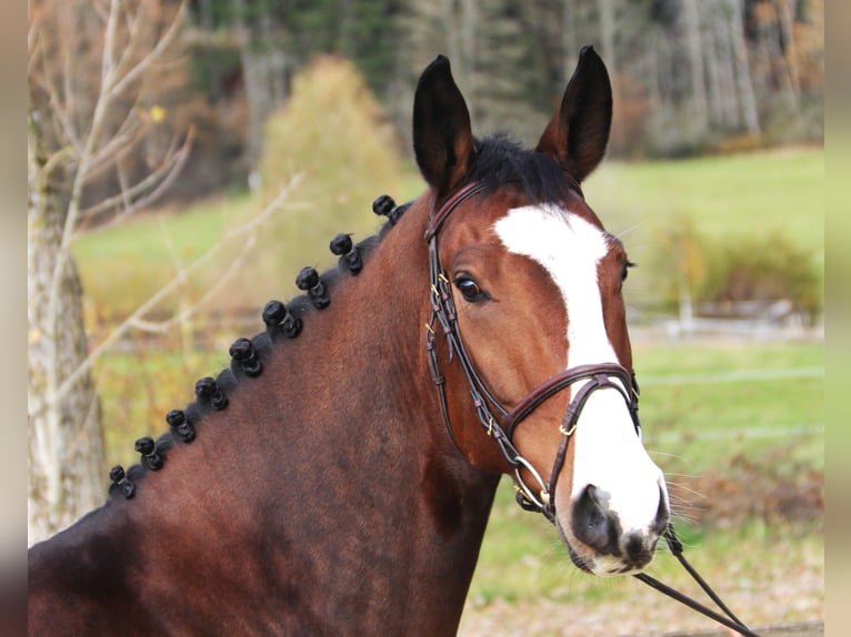 KWPN Caballo castrado 5 años 170 cm Castaño oscuro in Bad D&#xFC;rrheim
