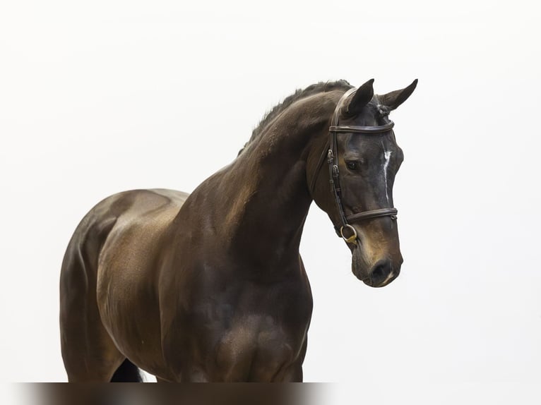 KWPN Caballo castrado 5 años 170 cm Castaño oscuro in Waddinxveen