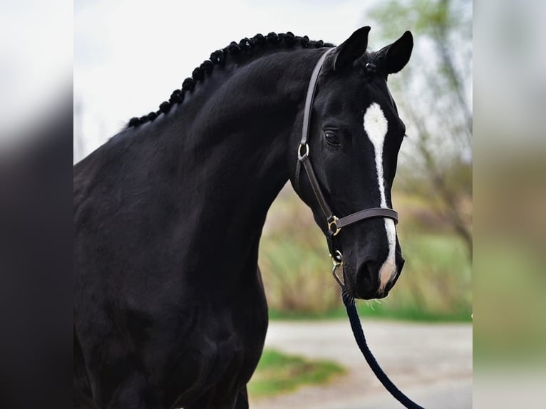 KWPN Caballo castrado 5 años 170 cm Negro in Kecskemét