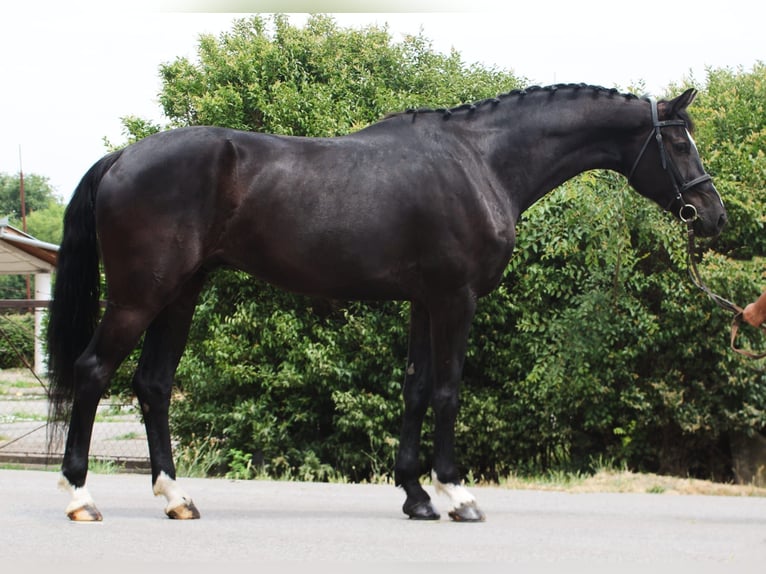 KWPN Caballo castrado 5 años 170 cm Negro in B&#xE9;k&#xE9;sszentandr&#xE1;s