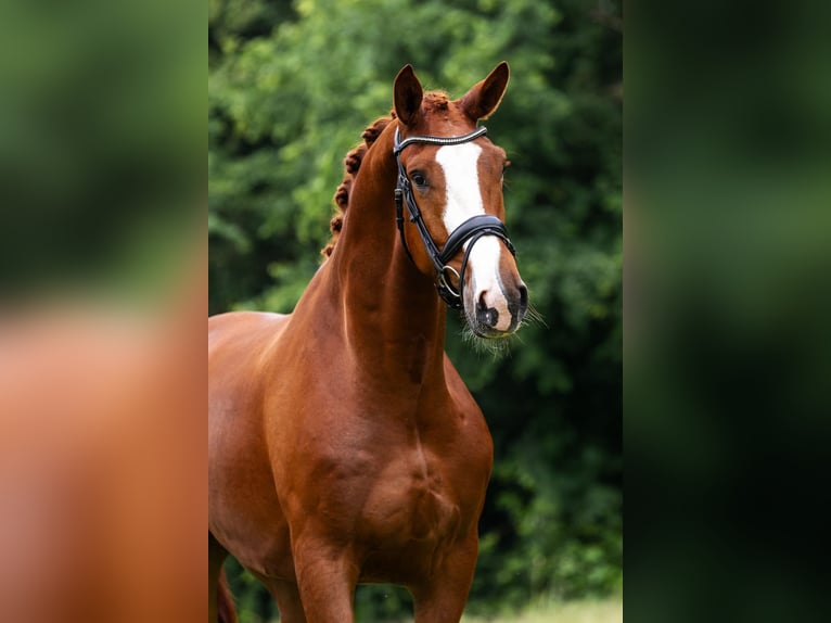 KWPN Caballo castrado 5 años 171 cm Alazán in Sm