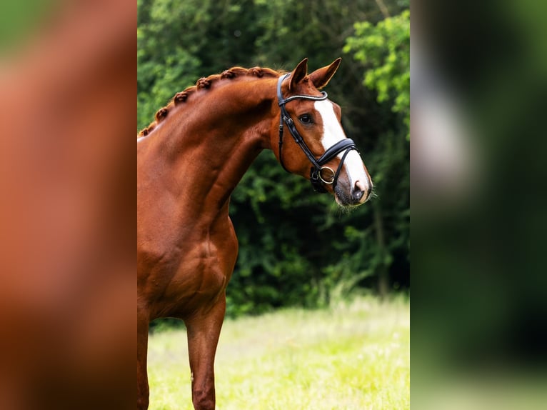 KWPN Caballo castrado 5 años 171 cm Alazán in Sm