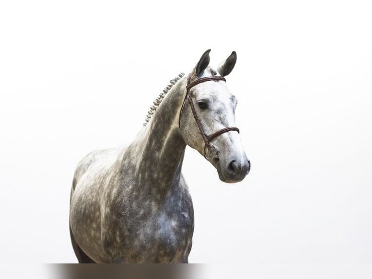 KWPN Caballo castrado 5 años 171 cm  in Waddinxveen