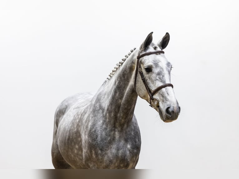 KWPN Caballo castrado 5 años 171 cm in Waddinxveen