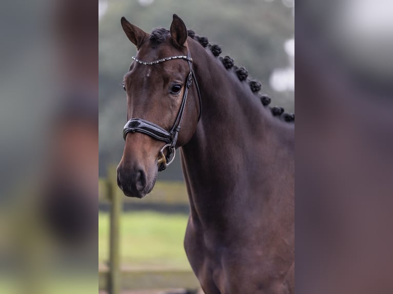 KWPN Caballo castrado 5 años 171 cm Castaño oscuro in Bekesszentandras