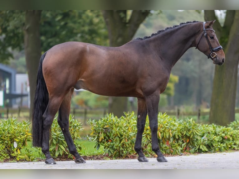 KWPN Caballo castrado 5 años 171 cm Castaño oscuro in Bekesszentandras