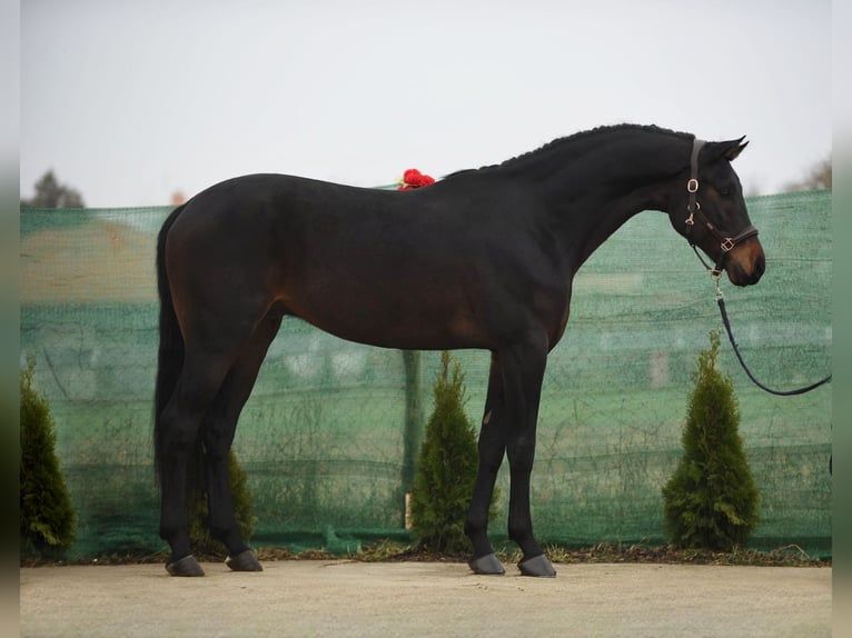 KWPN Caballo castrado 5 años 171 cm Castaño oscuro in Snina