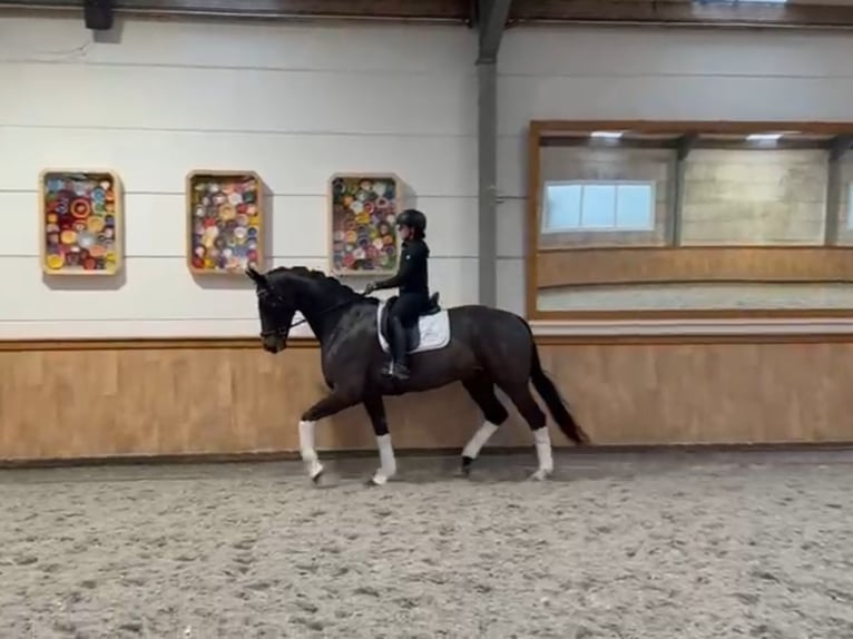 KWPN Caballo castrado 5 años 171 cm Castaño oscuro in St.Vith