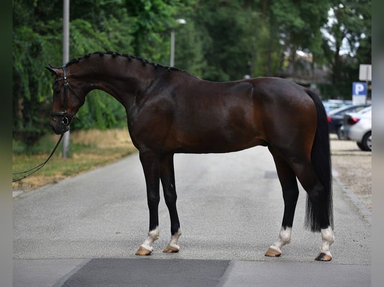 KWPN Caballo castrado 5 años 171 cm Castaño oscuro in Neumarkt an der Raab