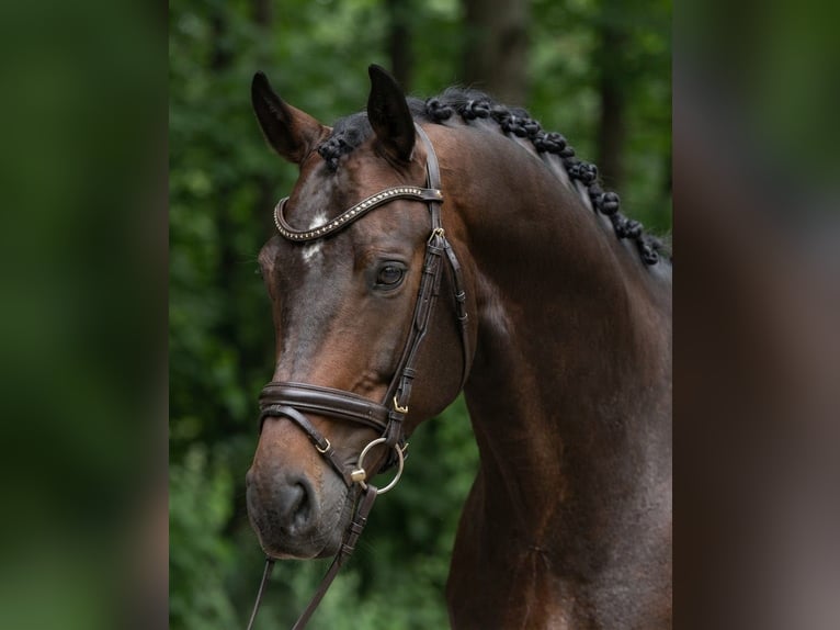KWPN Caballo castrado 5 años 171 cm Castaño oscuro in Neumarkt an der Raab
