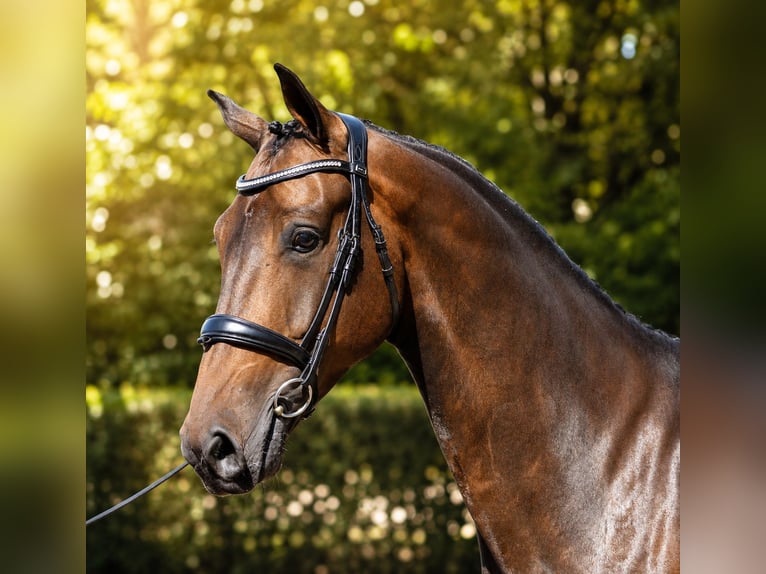 KWPN Caballo castrado 5 años 171 cm Castaño oscuro in Diever